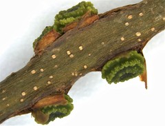 Kokkocynips difficilis