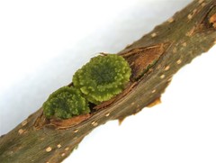 Kokkocynips difficilis