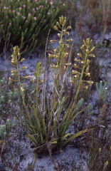 Eulophia tristis