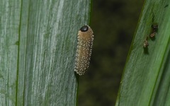 Rhadinoceraea micans