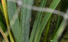 Rhadinoceraea micans