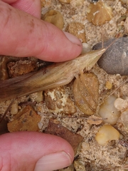 Neoconocephalus velox
