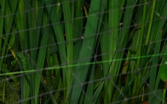 Rhadinoceraea micans