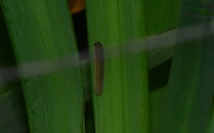 Rhadinoceraea micans