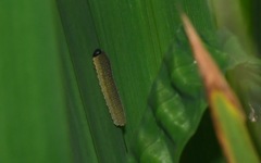 Rhadinoceraea micans