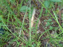 Neoconocephalus velox