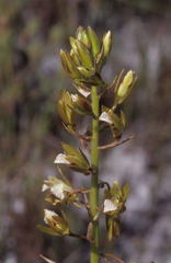 Eulophia tristis