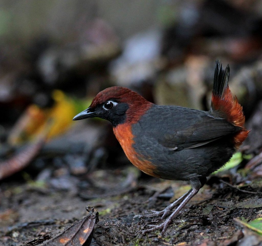 Rufous-breasted Antthrush photo