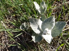 Asclepias californica