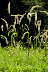 Setaria magna