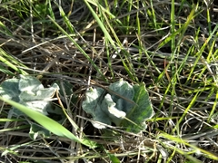 Asclepias californica