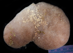 Eudistoma purpuropunctatum