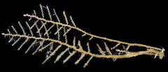 Abietinaria rigida