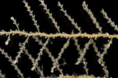 Abietinaria rigida