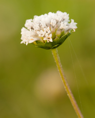 Melanthera parvifolia