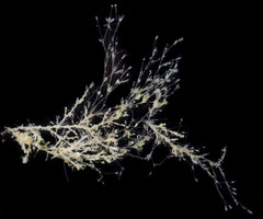 Clytia hemisphaerica