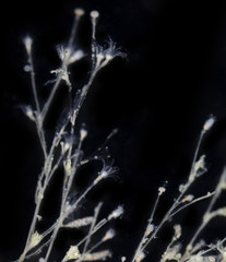 Clytia hemisphaerica