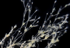 Clytia hemisphaerica