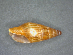 Mitrella pudica