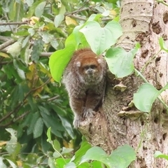 Plecturocebus donacophilus