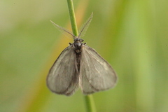 Psyche crassiorella