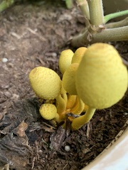 Leucocoprinus birnbaumii image