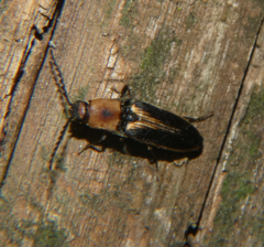 Megapenthes limbalis