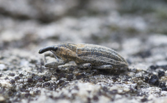 Scaphomorphus