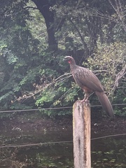 Penelope ochrogaster