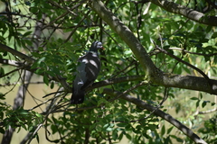 Columba palumbus