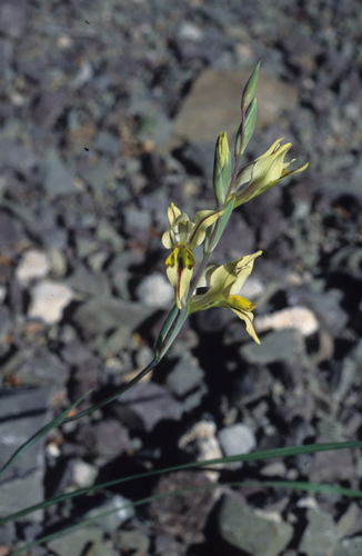 Karoo Pypie (Gladiolus karooicus)