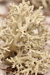 Cladonia perforata