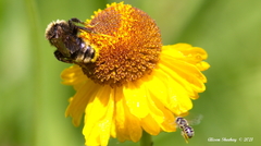 Bombus californicus
