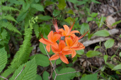 Rhododendron cumberlandense