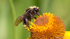 Bombus californicus