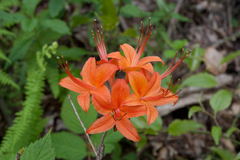 Rhododendron cumberlandense