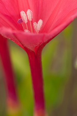 Ipomoea microdactyla