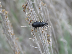 Platycerus marginalis