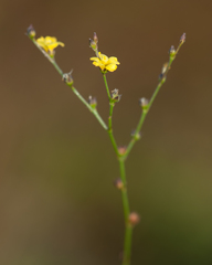 Linum arenicola