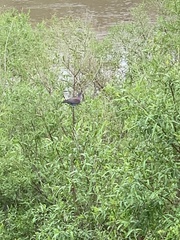 Patagioenas cayennensis