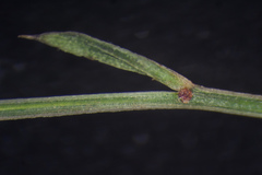 Linum arenicola