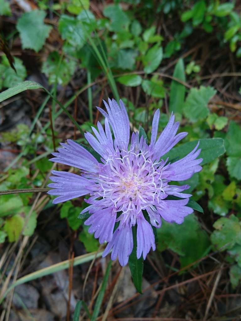 Stokesia laevis, Wiggins, MS 39577, USA