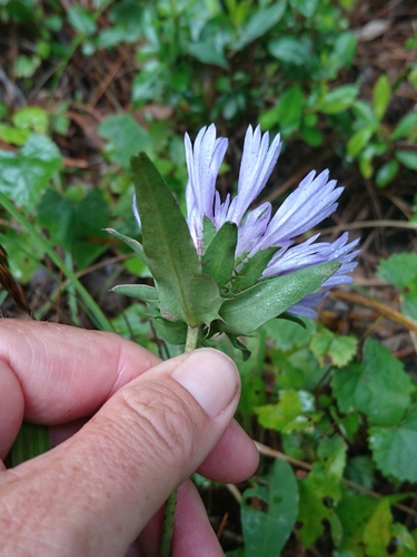 Stokesia laevis