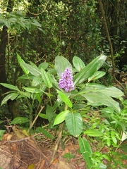 Dichorisandra procera