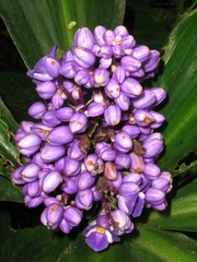 Dichorisandra procera