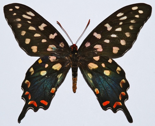 Madagascar Giant Swallowtail
