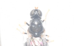 Pachygaster atra