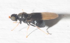 Pachygaster atra