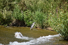 Nycticorax nycticorax