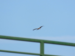 Ciconia ciconia